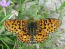 Boloria_euphrosyne_pursuhopeatapla_IMG_6493.jpg