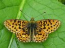 Boloria_euphrosyne_pursuhopeatapla_IMG_6500.jpg