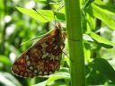 Boloria_euphrosyne_pursuhopeatapla_IMG_7254.jpg