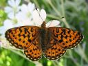 Boloria_euphrosyne_pursuhopeatapla_IMG_7442.jpg