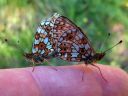 Boloria_selene_niittyhopeatapla_IMG_0552.jpg