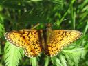 Boloria_selene_niittyhopeatapla_IMG_1605.jpg