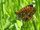 Boloria_selene_niittyhopeatapla_IMG_4367.jpg