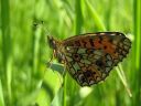 Boloria_selene_niittyhopeatapla_IMG_4371.jpg