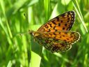 Boloria_selene_niittyhopeatapla_IMG_4374.jpg