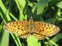 Boloria_selene_niittyhopeatapla_IMG_4871.jpg