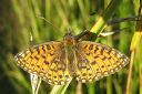 Boloria_selene_niittyhopeatapla_IMG_4874.jpg