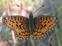 Boloria_selene_niittyhopeatapla_IMG_4877.jpg