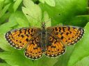 Boloria_selene_niittyhopeatapla_IMG_8446.jpg