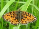 Boloria_selene_niittyhopeatapla_IMG_8451.jpg