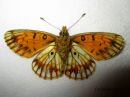 Boloria_selene_niittyhopeatapla_aberratiivinen_20_6_2017.jpg