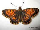 Boloria_selene_niittyhopeatapla_aberratiivinen_20_6_2017_28229.jpg