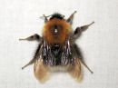 Bombus_hypnorum_kartanokimalainen_IMG_3595.JPG