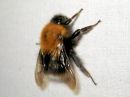 Bombus_hypnorum_kartanokimalainen_IMG_3596.JPG