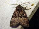 Tiedostonimi=Brachylomia_viminalis_pajuyokkonen_IMG_3887.jpg
Tiedostokoko=68kt
Koko=600x450
Lisätty=02.03.2017 Brachylomia_viminalis_pajuyokkonen_IMG_3887.jpg
