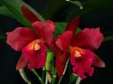 Brassolaeliocattleya_Cherry_Suisse_YT_20100502_IMG_0380.jpg