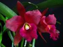 Brassolaeliocattleya_Cherry_Suisse_YT_20100502_IMG_0381.jpg