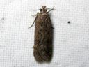 Bryotropha_terrella_ruskosammalkoi_IMG_3431.JPG