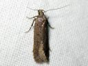 Bryotropha_terrella_ruskosammalkoi_IMG_3994.JPG