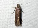 Bryotropha_terrella_ruskosammalkoi_IMG_3995.JPG