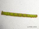 Cabera_exanthemata_larva_pajuvalkomittari_toukka_8_9_2015_28229.JPG