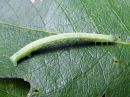 Cabera_exanthemata_larva_pajuvalkomittari_toukka_IMG_4019.jpg