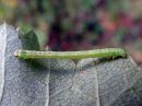 Cabera_exanthemata_larva_pajuvalkomittari_toukka_IMG_6404.jpg