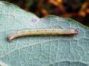 Cabera_pusaria_larva_leppavalkomittari_toukka_IMG_2437.jpg