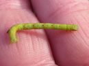 Cabera_pusaria_larva_leppavalkomittari_toukka_IMG_2446.jpg