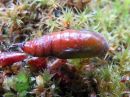 Tiedostonimi=Cabera_pusaria_pupa_leppavalkomittari_kotelo_IMG_2943.jpg
Tiedostokoko=89kt
Koko=600x450
Lisätty=26.04.2020 Cabera_pusaria_pupa_leppavalkomittari_kotelo_IMG_2943.jpg