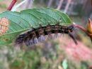 Calliteara_pudibunda_larva_villakarvajalka_toukka_IMG_2480.jpg