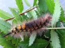 Calliteara_pudibunda_larva_villakarvajalka_toukka_IMG_3841.jpg