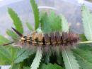 Calliteara_pudibunda_larva_villakarvajalka_toukka_IMG_3846.jpg