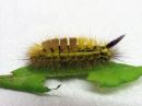 Calliteara_pudibunda_larva_villakarvajalka_toukka_IMG_7639.jpg