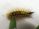 Tiedostonimi=Calliteara_pudibunda_larva_villakarvajalka_toukka_IMG_7645.jpg
Tiedostokoko=66kt
Koko=600x450
Lisätty=01.05.2020 Calliteara_pudibunda_larva_villakarvajalka_toukka_IMG_7645.jpg