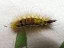 Calliteara_pudibunda_larva_villakarvajalka_toukka_IMG_7645.jpg