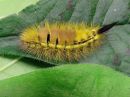 Calliteara_pudibunda_larva_villakarvajalka_toukka_IMG_7647.jpg