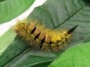 Calliteara_pudibunda_larva_villakarvajalka_toukka_IMG_7651.jpg