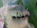Tiedostonimi=Calliteara_pudibunda_larva_villakarvajalka_toukka_IMG_8479.jpg
Tiedostokoko=70kt
Koko=600x450
Lisätty=01.05.2020 Calliteara_pudibunda_larva_villakarvajalka_toukka_IMG_8479.jpg