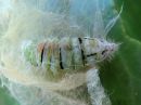 Calliteara_pudibunda_larva_villakarvajalka_toukka_IMG_8481.jpg