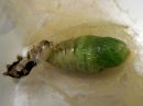 Tiedostonimi=Calliteara_pudibunda_pupa_villakarvajalka_kotelo_IMG_8495.jpg
Tiedostokoko=56kt
Koko=600x450
Lisätty=01.05.2020 Calliteara_pudibunda_pupa_villakarvajalka_kotelo_IMG_8495.jpg