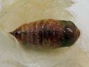 Calliteara_pudibunda_pupa_villakarvajalka_kotelo_IMG_8510.jpg