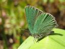 Callophrys_rubi_kangasperhonen_IMG_0199.jpg