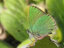 Callophrys_rubi_kangasperhonen_IMG_0688.jpg