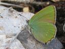 Callophrys_rubi_kangasperhonen_IMG_2432.jpg