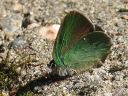 Callophrys_rubi_kangasperhonen_IMG_2444.jpg