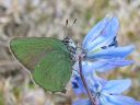 Callophrys_rubi_kangasperhonen_IMG_2924.jpg