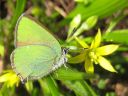 Callophrys_rubi_kangasperhonen_IMG_3060.jpg