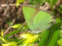 Callophrys_rubi_kangasperhonen_IMG_3063.jpg