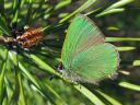 Callophrys_rubi_kangasperhonen_IMG_3109.JPG